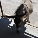 Laughlin_0249 (April 21, 2013)